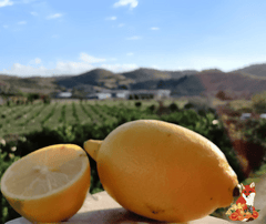Limone da Zagara Bianca
