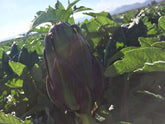 Carciofo Violetto 10 pezzi