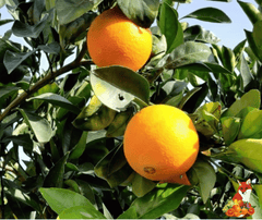 Arancia Navel da Spremuta