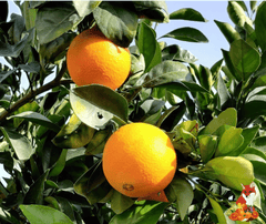 Arancia Navel da tavola