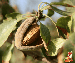 Mandorle tostate da mezzo kg