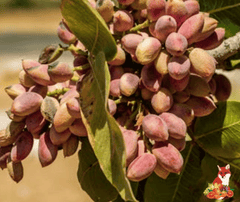 Pistacchio in Guscio